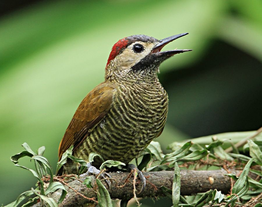 17WOODPECKER GOLDEN OLIVE  ECUADOR.jpg