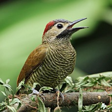 17WOODPECKER GOLDEN OLIVE  ECUADOR.jpg