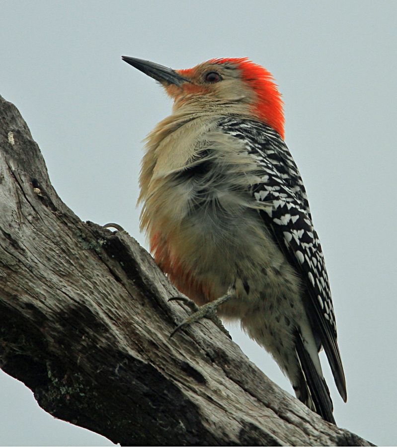 18WOODPECKER  RED BELLIED   male         FLORIDA U.S.A..jpg