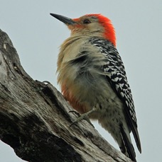 18WOODPECKER  RED BELLIED   male         FLORIDA U.S.A..jpg