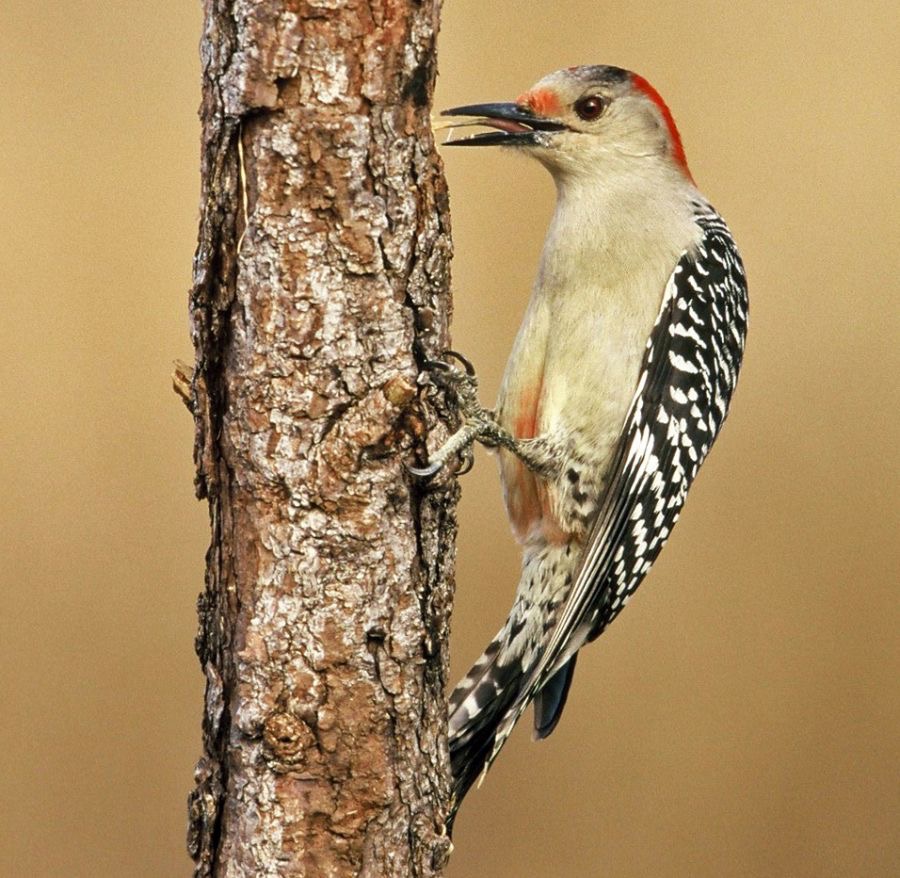 19WOODPECKER RED BELLIED female    FLORIDA. U.S.A...jpg