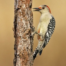 19WOODPECKER RED BELLIED female    FLORIDA. U.S.A...jpg