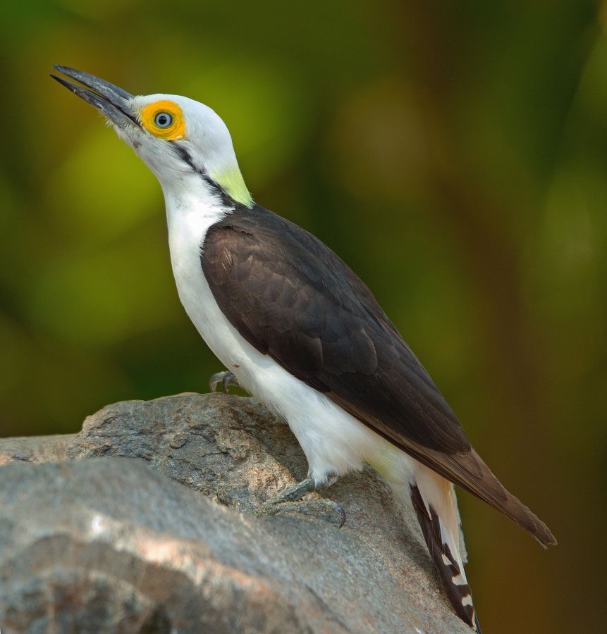 20WOODPECKER WHITE.        BRAZIL..jpg
