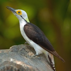 20WOODPECKER WHITE.        BRAZIL..jpg