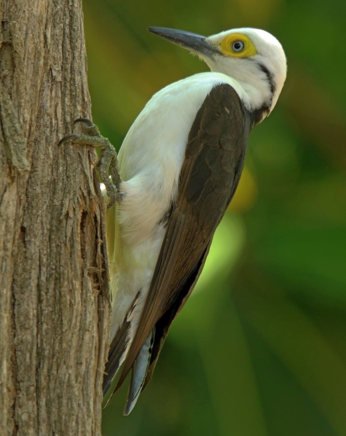 21WOODPECKER          WHITE     BRAZIL..jpg