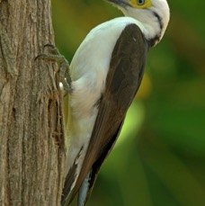 21WOODPECKER          WHITE     BRAZIL..jpg