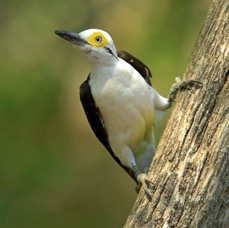 22WOODPECKER  WHITE         BRAZIL.jpg