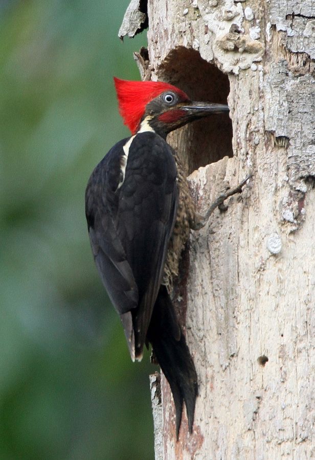 9. WOODPECKER        LINEATED  COSTA RICA.jpg