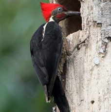 9. WOODPECKER        LINEATED  COSTA RICA.jpg