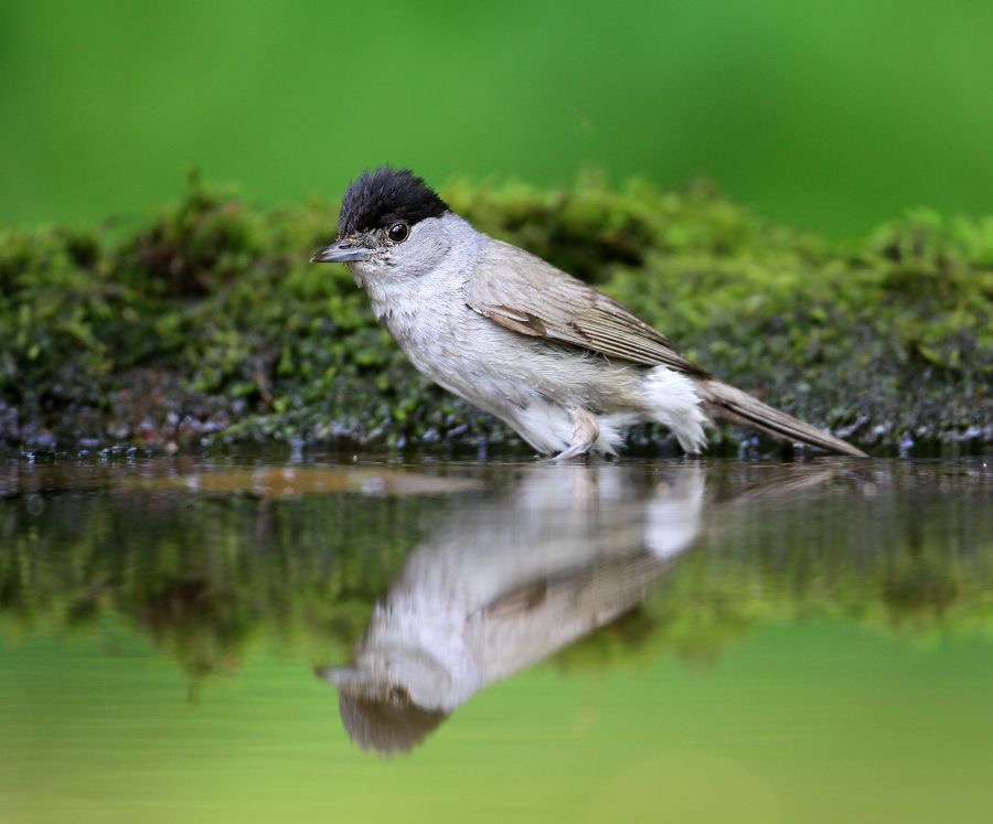BLACKCAP   male.JPG