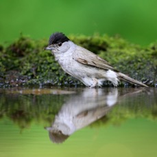BLACKCAP   male.JPG
