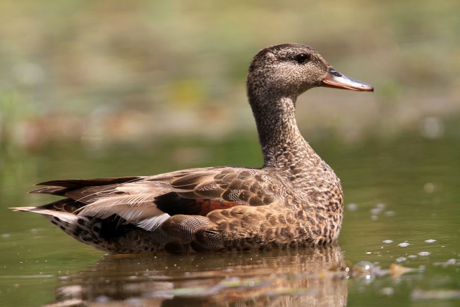 DUCK   GADWALL  female.JPG