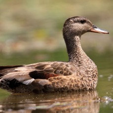DUCK   GADWALL  female.JPG