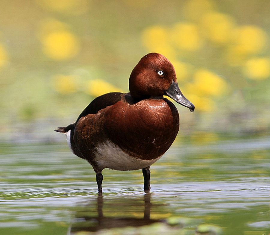 DUCK  FERRUGINOUS..jpg
