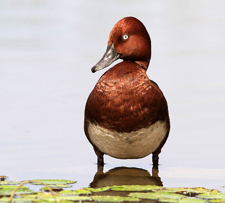 DUCK  FERRUGINOUS.jpg