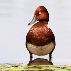DUCK  FERRUGINOUS.jpg