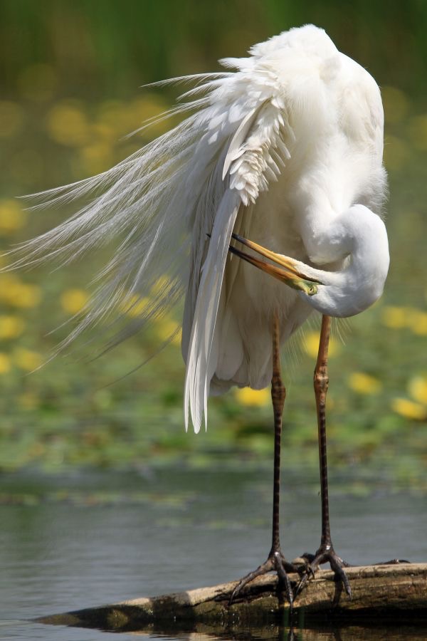 EGRET           GREAT WHITE.JPG