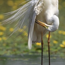 EGRET           GREAT WHITE.JPG