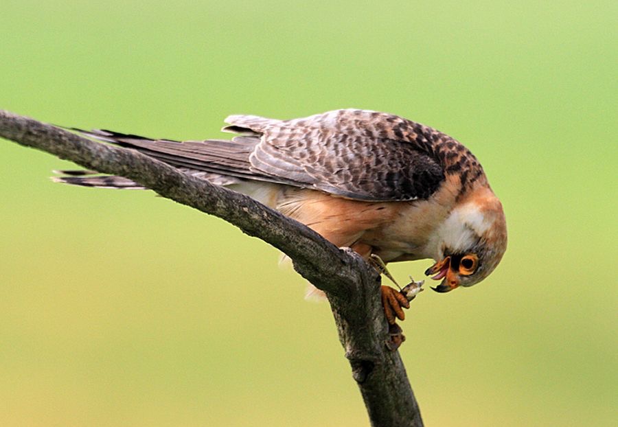 FALCON.          RED FOOTED  female.jpg