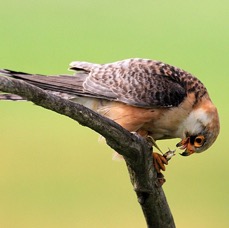 FALCON.          RED FOOTED  female.jpg
