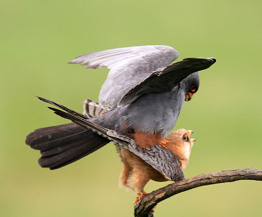 FALCONS.  RED FOOTED mating.jpg