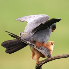 FALCONS.  RED FOOTED mating.jpg