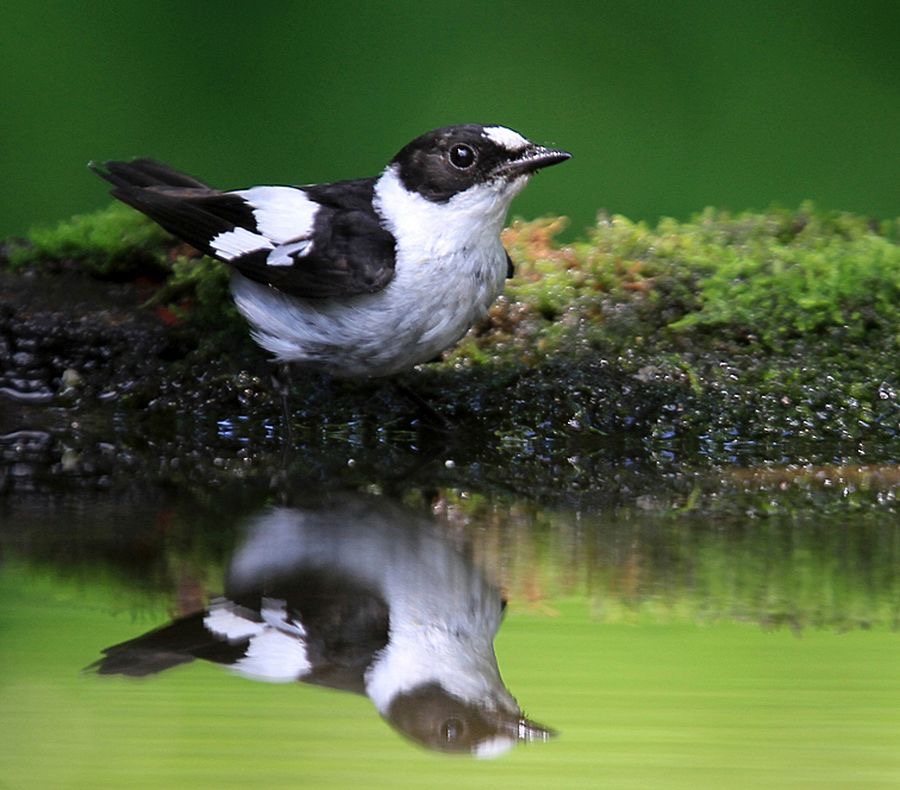 FLYCATCHER  COLLARED      male.jpg