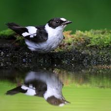 FLYCATCHER  COLLARED      male.jpg