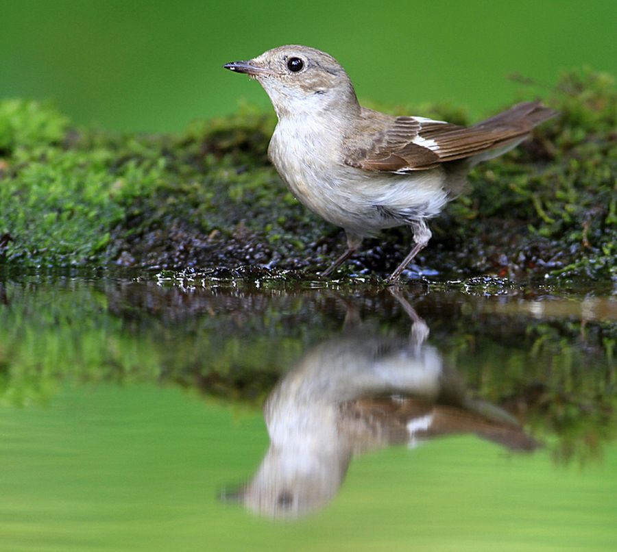 FLYCATCHER  COLLARED female.jpg