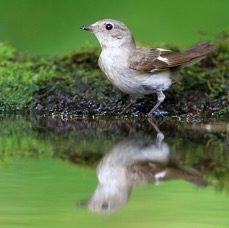 FLYCATCHER  COLLARED female.jpg