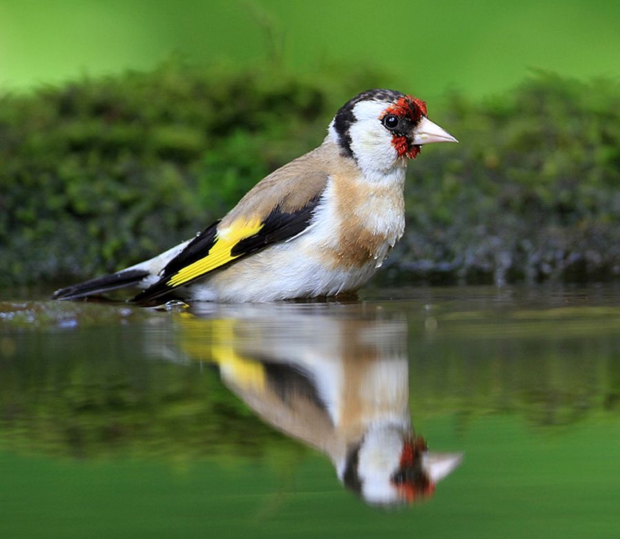 GOLDFINCH..jpg