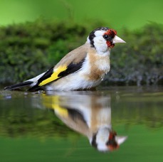 GOLDFINCH..jpg