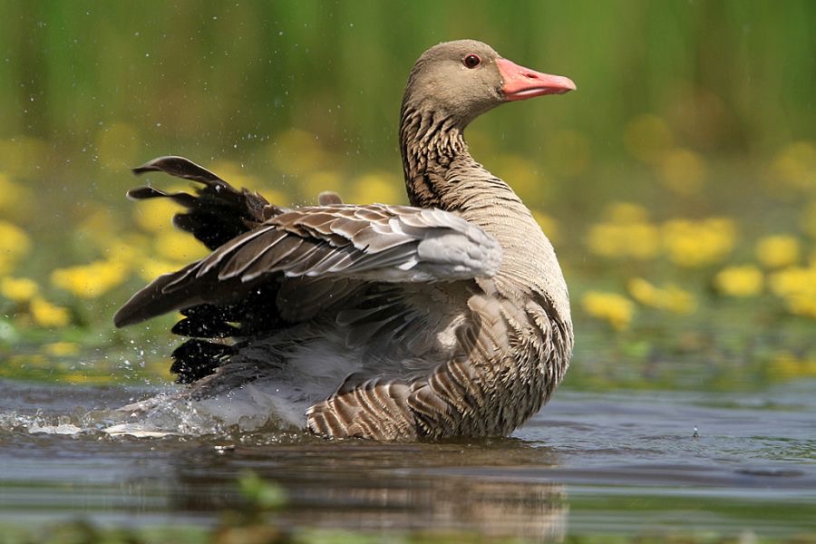 GOOSE..    GREYLAG.jpg