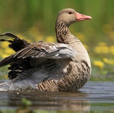 GOOSE..    GREYLAG.jpg