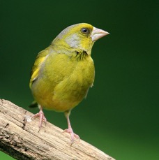 GREENFINCH.jpg