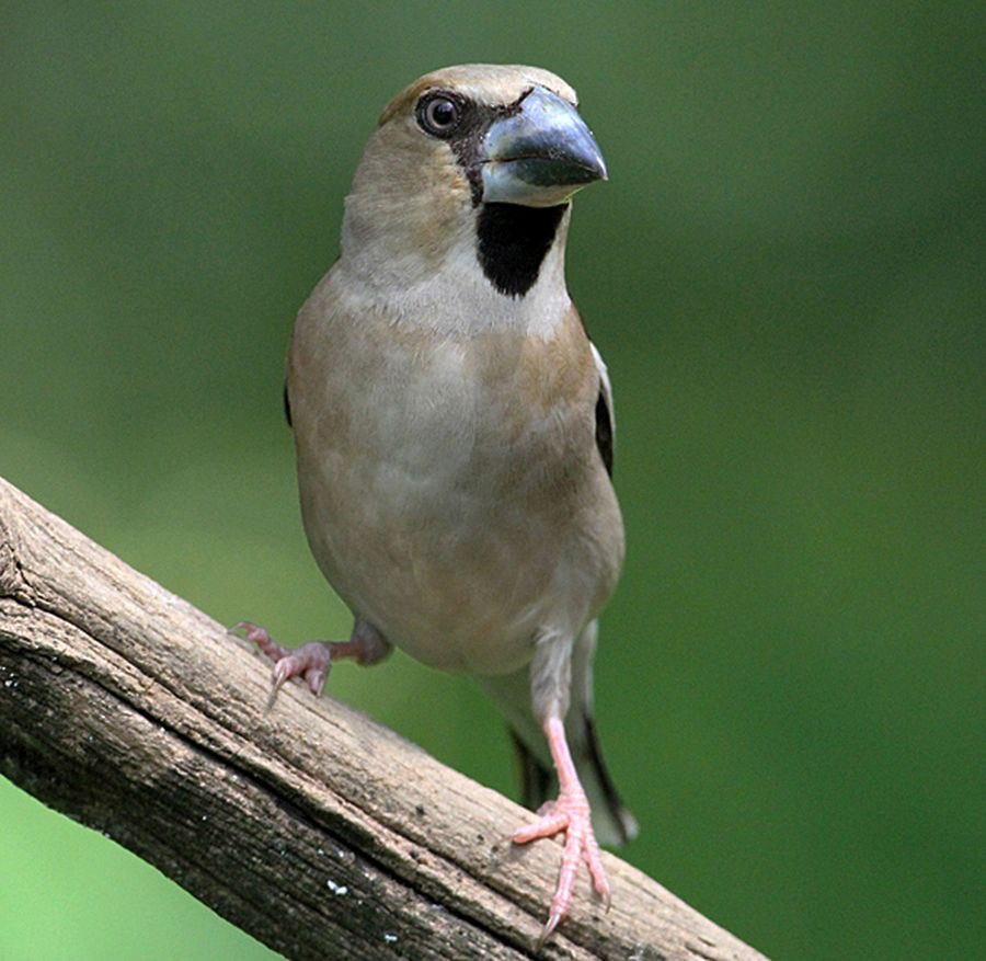 HAWFINCH   female.jpg