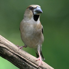 HAWFINCH   female.jpg