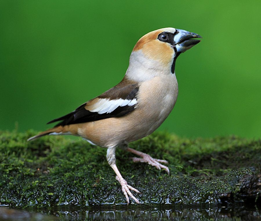 HAWFINCH  male.jpg