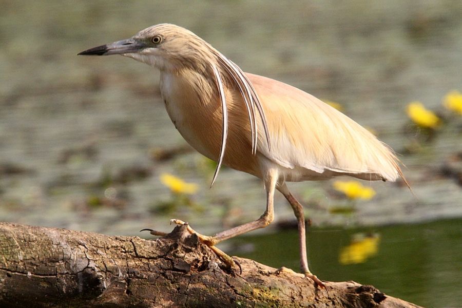 HERON   SQUACCO.jpg