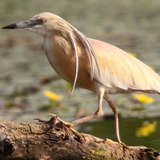 HERON   SQUACCO.jpg
