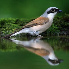 SHRIKE              RED BACKED.jpg