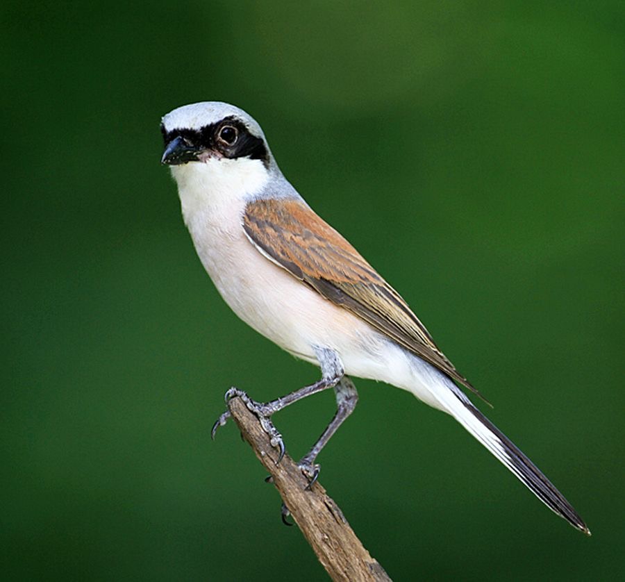 SHRIKE.            RED BACKED.jpg