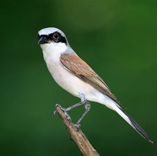 SHRIKE.            RED BACKED.jpg