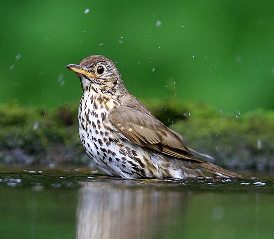 THRUSH         SONG.jpg