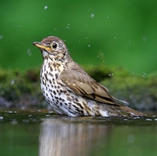 THRUSH         SONG.jpg