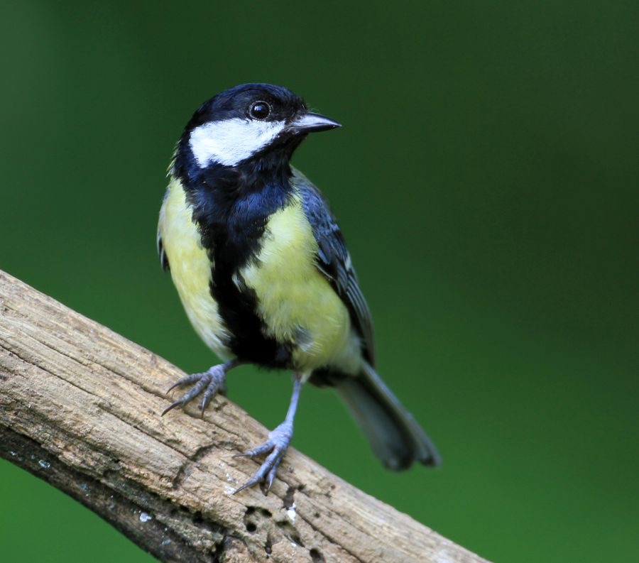 TIT                 GREAT.JPG