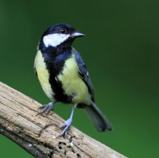 TIT                 GREAT.JPG