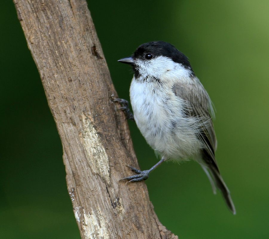 TIT              MARSH.JPG