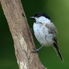 TIT              MARSH.JPG