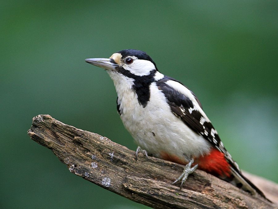 WOODPECKER GREAT SPOTTED  female.jpg